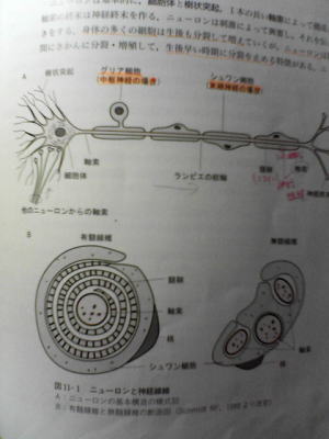 激！集中！…_b0093660_2554630.jpg