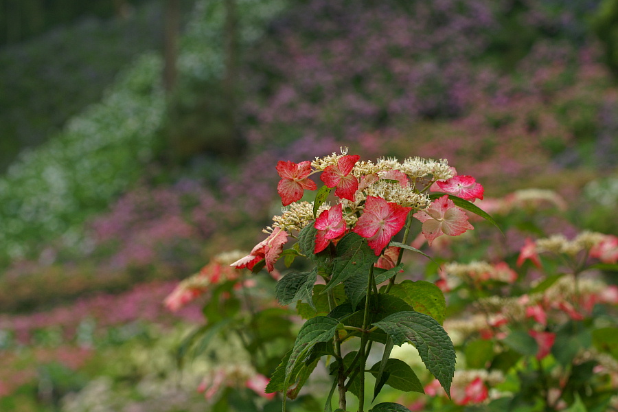 服部農園あじさい屋敷（千葉県茂原市）_e0006964_179563.jpg