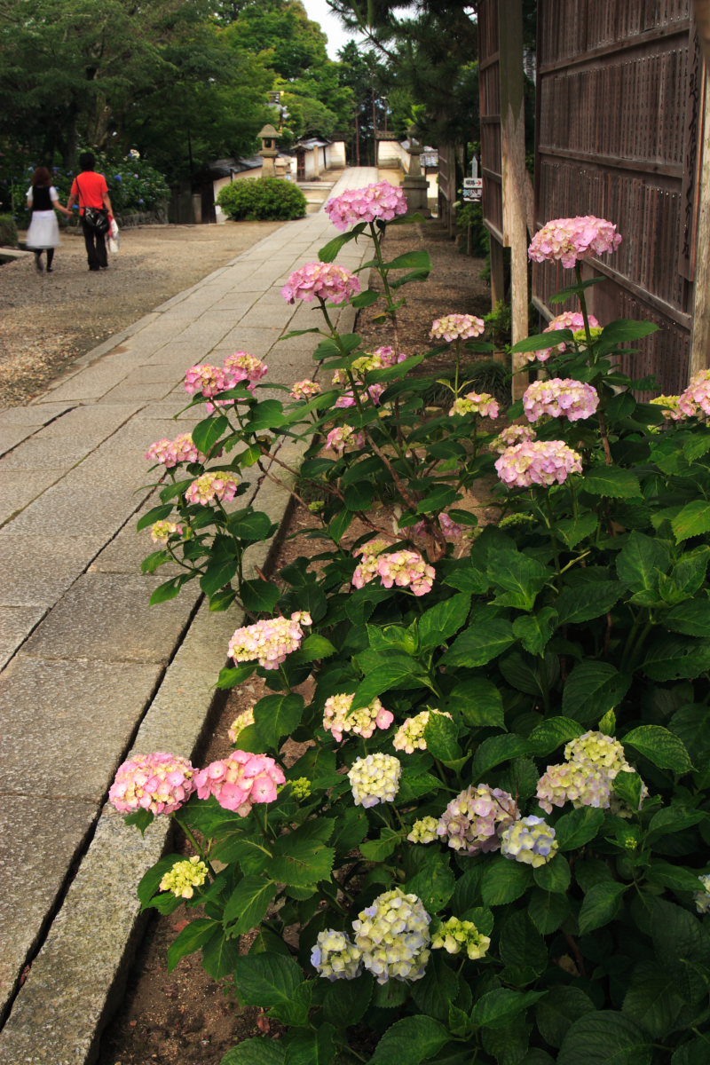 奈良　矢田寺/紫陽花　2_f0021869_23493446.jpg