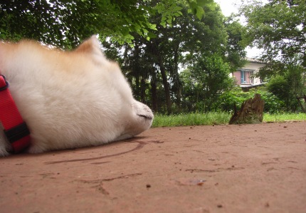 梅雨の晴れ間のお散歩_f0047870_0141119.jpg