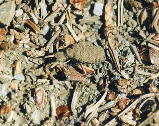 d0019074_63314.jpg