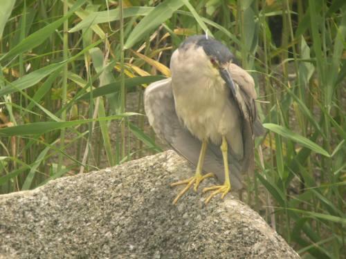 週末の鳥類園(2006.6.17~18)_e0046474_059153.jpg