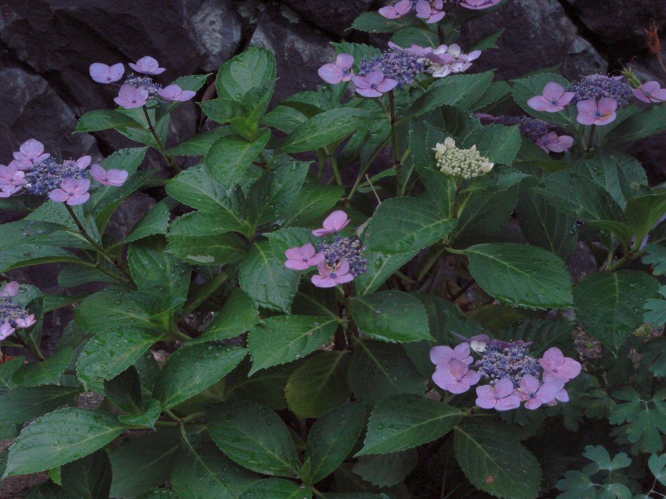 f0008085_21534290.jpg