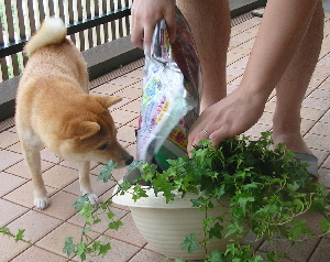 f0004309_1604882.jpg