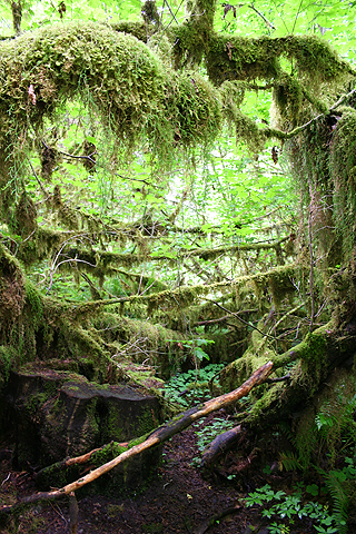 Hoh Rain Forest_d0063314_15192348.jpg