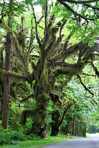 Hoh Rain Forest_d0063314_15194586.jpg