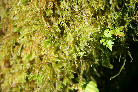 Hoh Rain Forest_d0063314_1624016.jpg