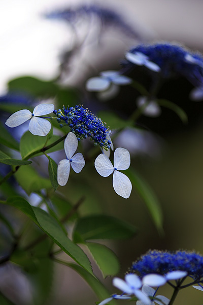 紅掛花色 Benikake Hanairo Philosophy Of Colors 紅掛花色 Benikake Hanairo Philosophy Of Colors