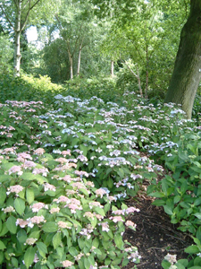 d0006422_57430.jpg