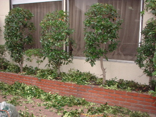 ガーデンチップと植栽剪定_f0031037_16421172.jpg