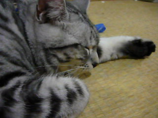 第80回SSFC 飛行会に行ってきました。_d0067943_2028634.jpg