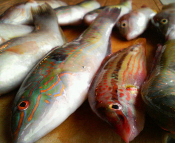 f0088647_20351370.jpg