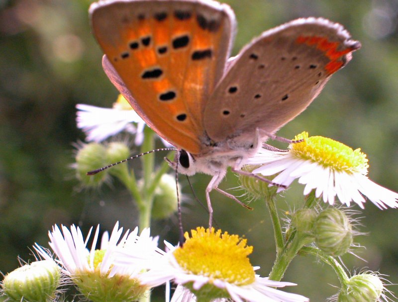 c0024254_35332.jpg