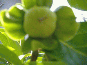 c0009855_16532095.gif
