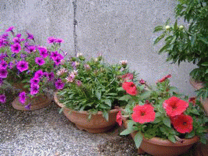 c0009855_16541286.gif