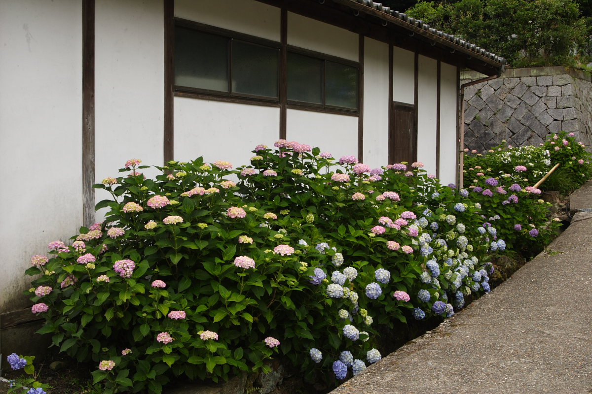 奈良　矢田寺/紫陽花　2_f0021869_0432228.jpg