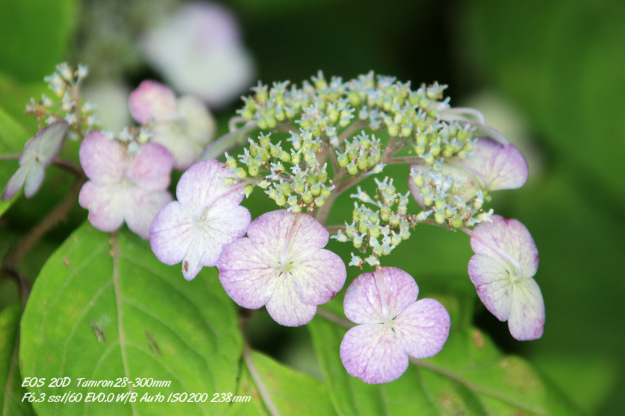  ぜ～んぶ、紫陽花　！　その７_a0060583_77421.jpg