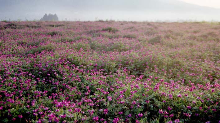 Flower Fields_b0108109_21394397.jpg