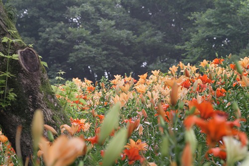 ユネスコ村　自然散策園　ゆり園*3  　_a0040021_1756502.jpg