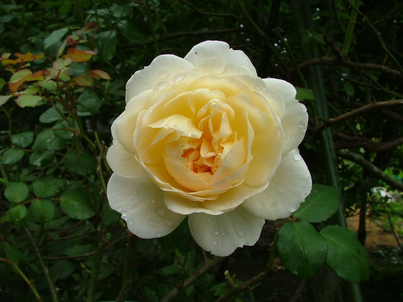 c0045227_8432998.jpg