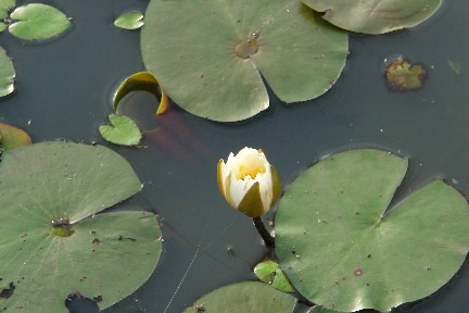 b0088444_21472441.jpg