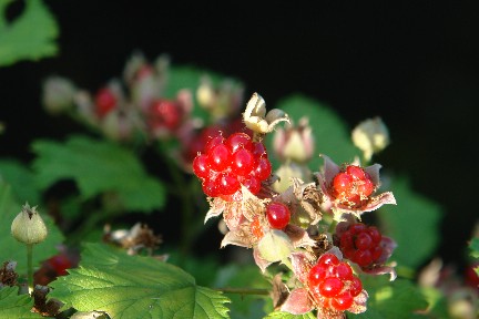 b0088444_21553875.jpg