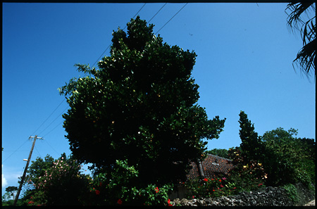 b0087456_0121821.jpg