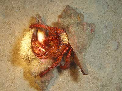 d0056263_1641250.jpg