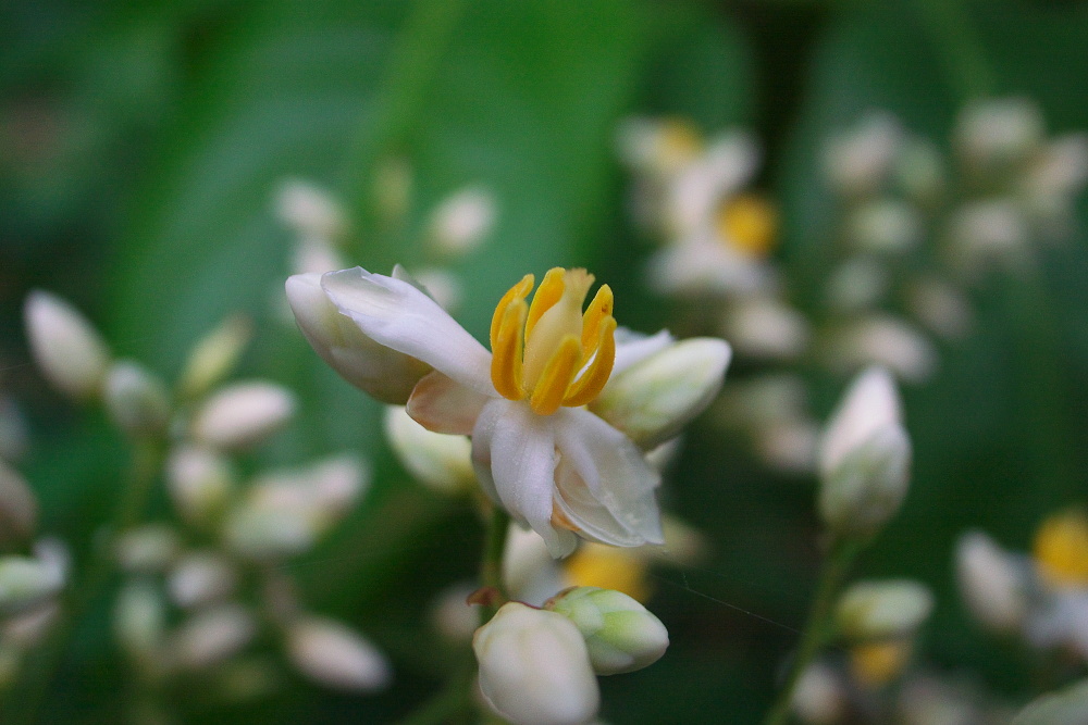 南天の花_e0015567_19505327.jpg