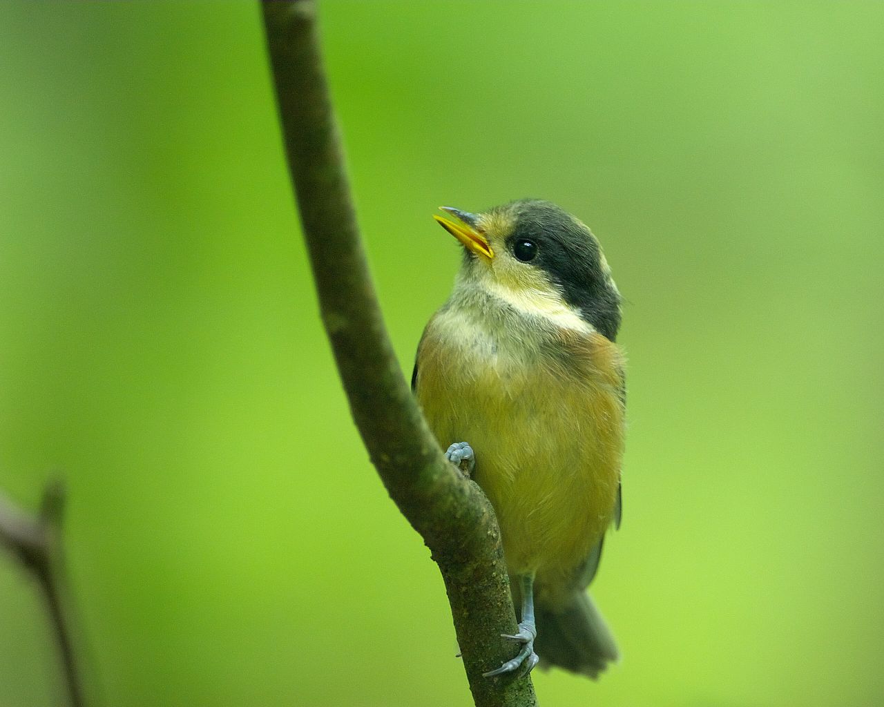 直ぐ近くまで寄ってくるヤマガラ雛ちゃん 可愛い野鳥のアップの壁紙 Life With Birds 3