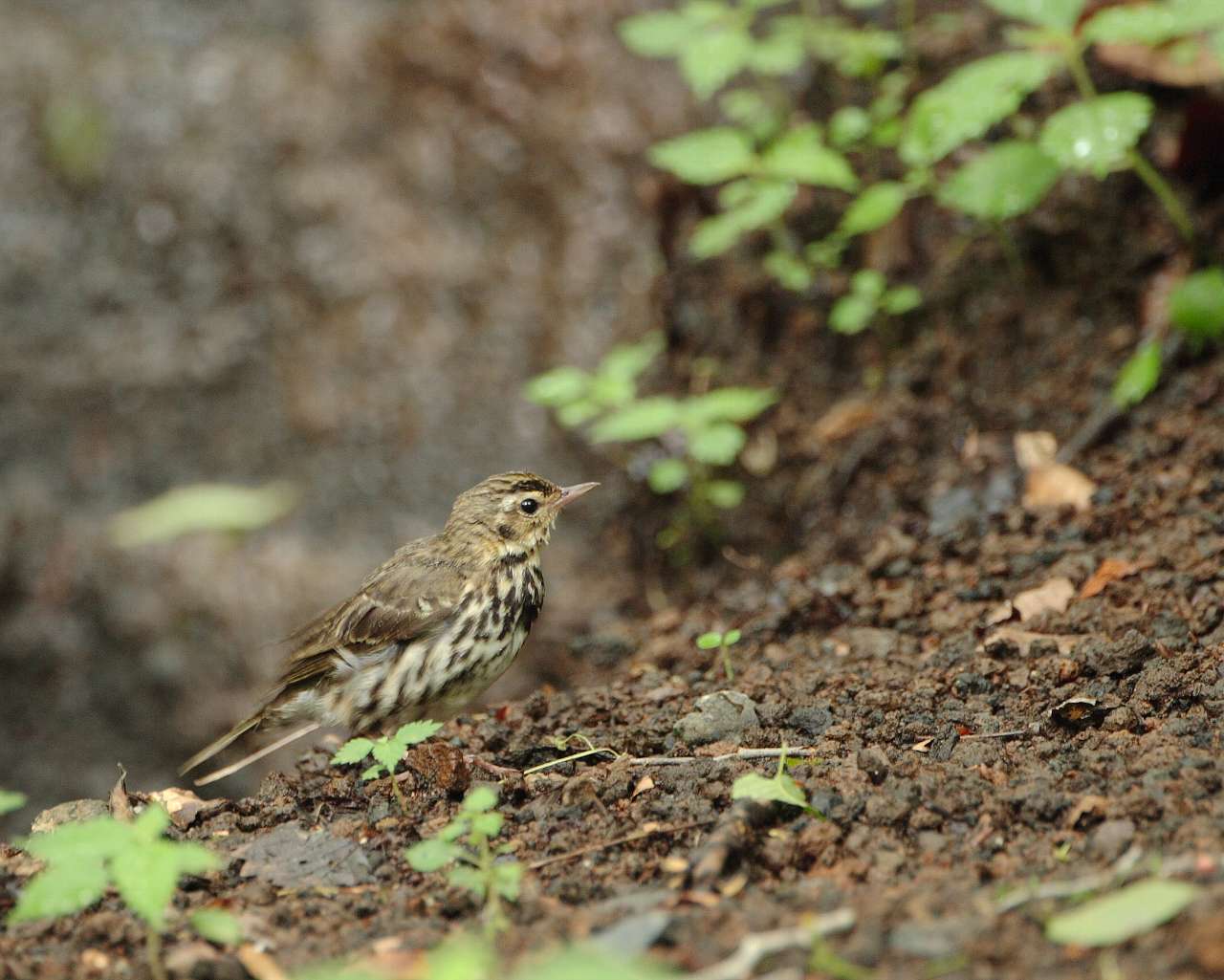 お風呂上りのビンズイ（野鳥の壁紙）_f0105570_22234610.jpg