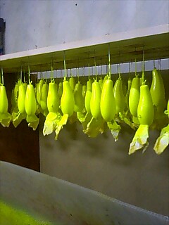 チャート_a0040876_23105910.jpg