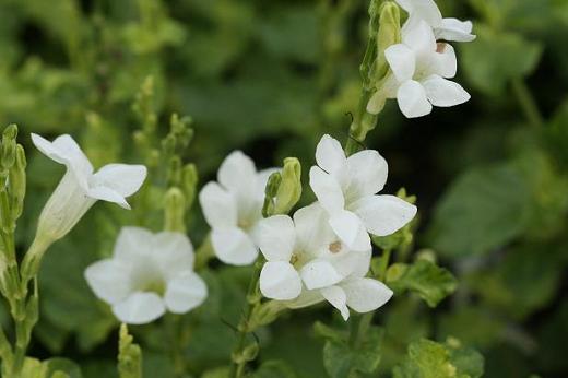 キツネノマゴ科 Acanthaceae えるだまの植物図鑑