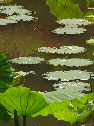 ハスの池とベニシジミ_e0074308_2136931.jpg