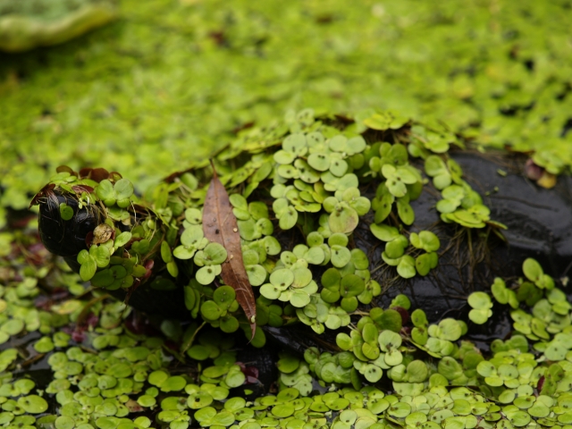c0071611_71471.jpg