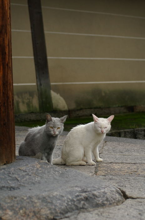 街角ニャンコ・思いがけずニュースポット発見♪_f0032011_20334238.jpg