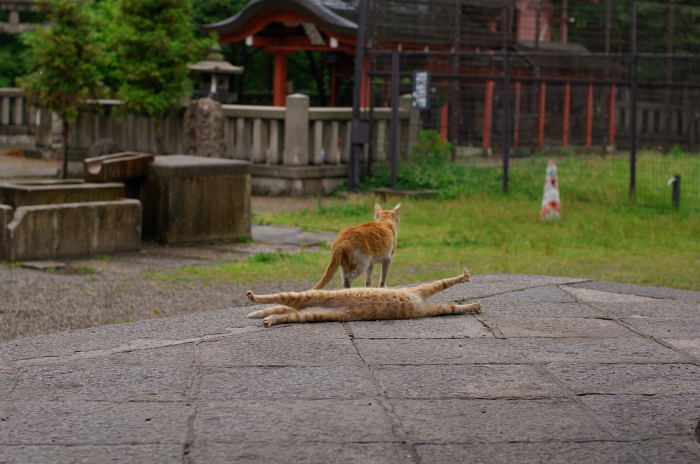 街角ニャンコ・思いがけずニュースポット発見♪_f0032011_20335163.jpg