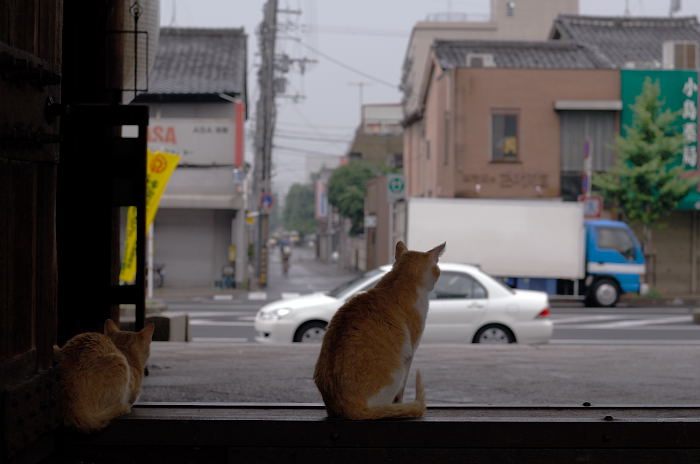 街角ニャンコ・思いがけずニュースポット発見♪_f0032011_20351953.jpg