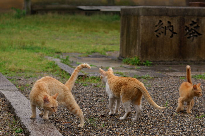 街角ニャンコ・思いがけずニュースポット発見♪_f0032011_20355995.jpg