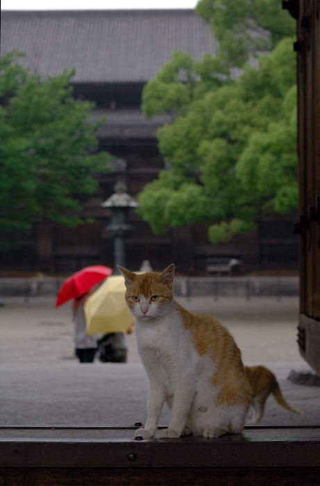 街角ニャンコ・思いがけずニュースポット発見♪_f0032011_20364786.jpg