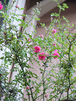 e0001735_88353.jpg