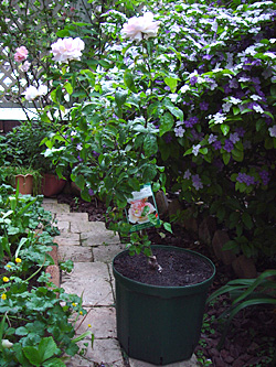 e0001735_89235.jpg