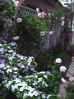 e0001735_89529.jpg