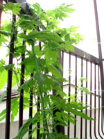 ＊それだけで 素晴らしい＊　　2006,6,26_a0030038_0412985.jpg