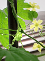 ＊それだけで 素晴らしい＊　　2006,6,26_a0030038_0413610.jpg