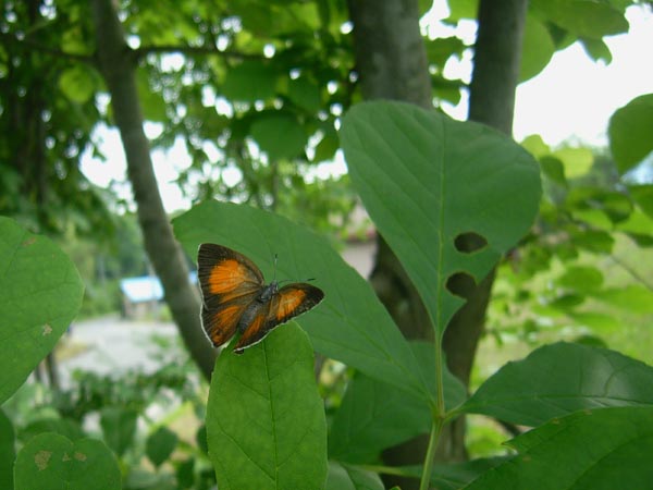 c0045352_22485363.jpg