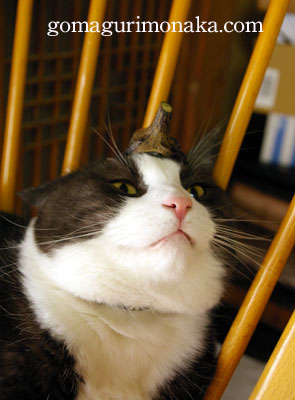 なすのせ&猫執事協会物語番外編_a0064067_16153913.jpg