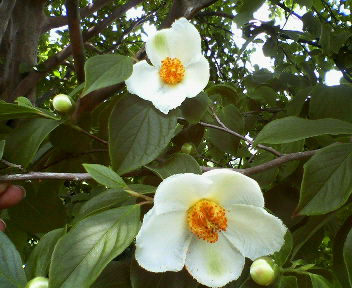 40代は“苔の時代”だって_d0070473_13384946.jpg