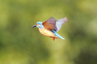 野鳥アルバム_b0047179_11584439.jpg