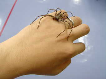 手のり 虫等嫌いな方はご遠慮ください トウミヤタカシ的 倍音生活
